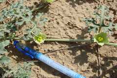 Citrullus colocynthis